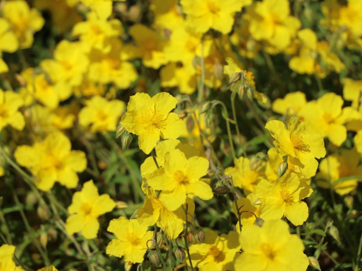 Trandafir de stâncă galben - Helianthemum nummularium 'Golden' - DocaPerene
