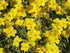 Trandafir de stâncă galben - Helianthemum nummularium 'Golden' - DocaPerene