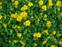Trandafir de stâncă galben - Helianthemum nummularium 'Golden' - DocaPerene