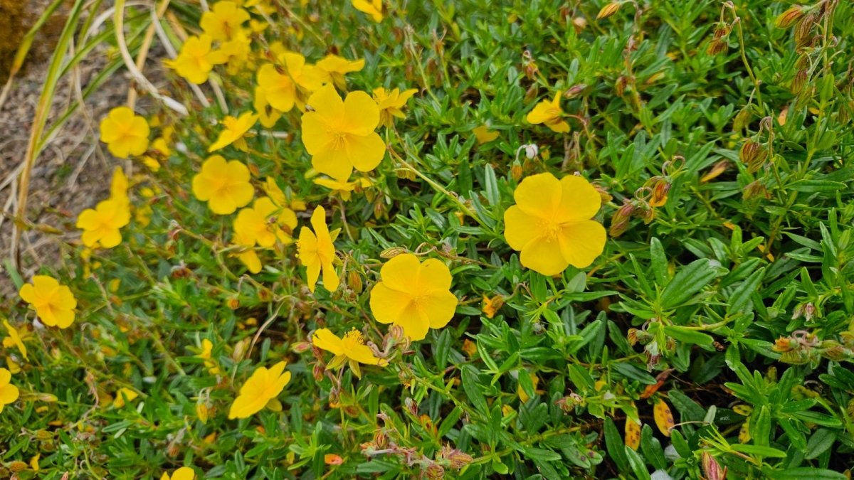 Trandafir de stâncă galben - Helianthemum nummularium 'Golden' - DocaPerene
