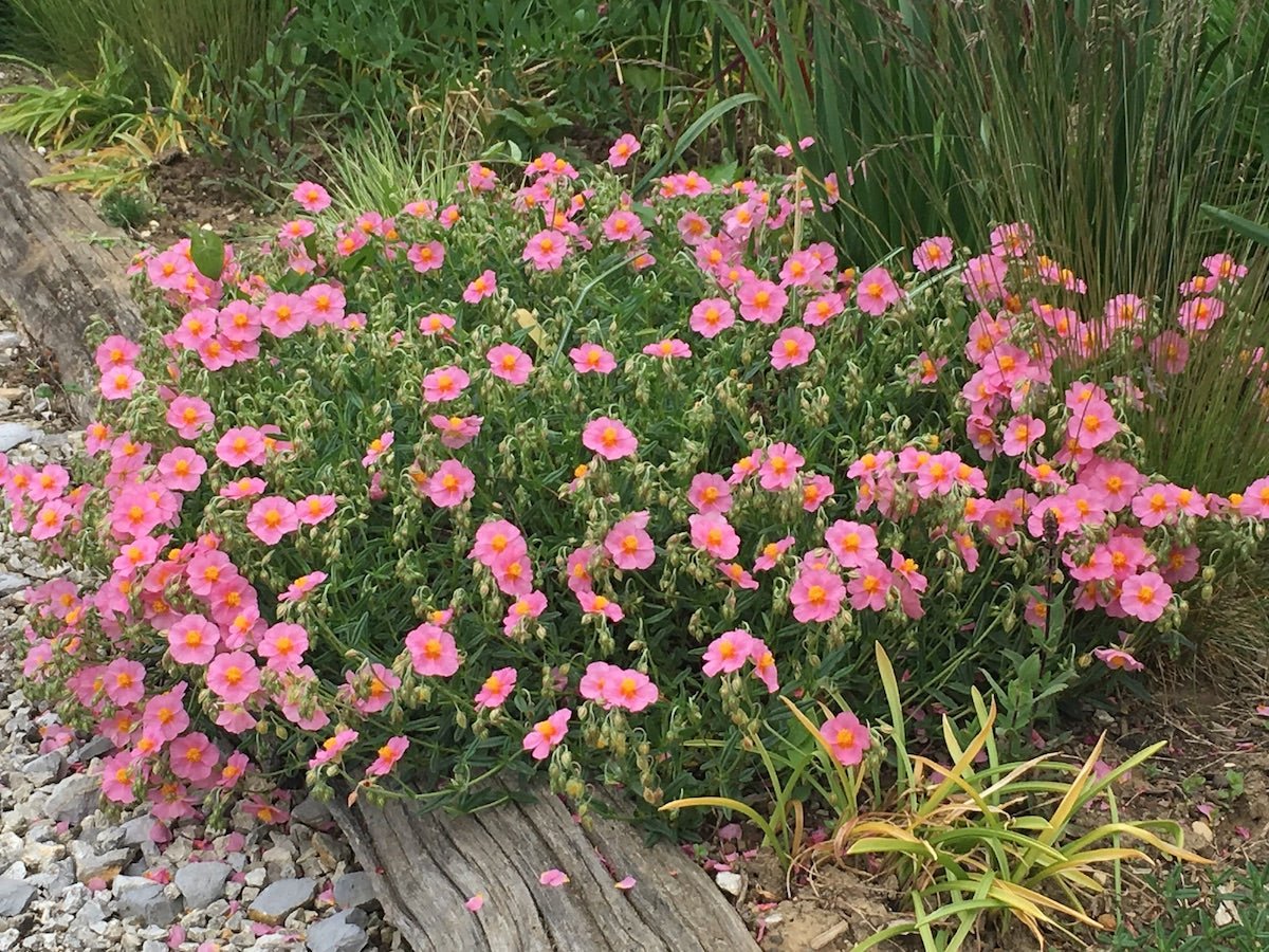 Trandafir de stâncă roz - Helianthemum nummularium ‘Lawrenson's Pink’ - DocaPerene
