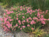 Trandafir de stâncă roz - Helianthemum nummularium ‘Lawrenson's Pink’ - DocaPerene
