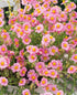 Trandafir de stâncă roz - Helianthemum nummularium ‘Lawrenson's Pink’ - DocaPerene