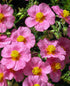 Trandafir de stâncă roz - Helianthemum nummularium ‘Lawrenson's Pink’ - DocaPerene
