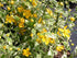 Trandafir japonez - Kerria japonica 'Picta' - DocaPerene