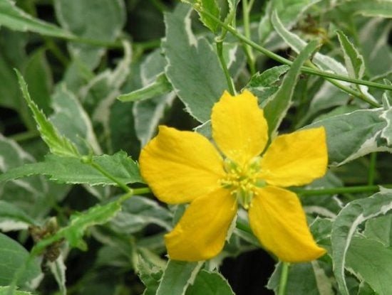 Trandafir japonez - Kerria japonica 'Picta' - DocaPerene