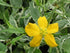 Trandafir japonez - Kerria japonica 'Picta' - DocaPerene