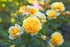 Trandafir pitic galben - Rosa miniature Yellow - DocaPerene