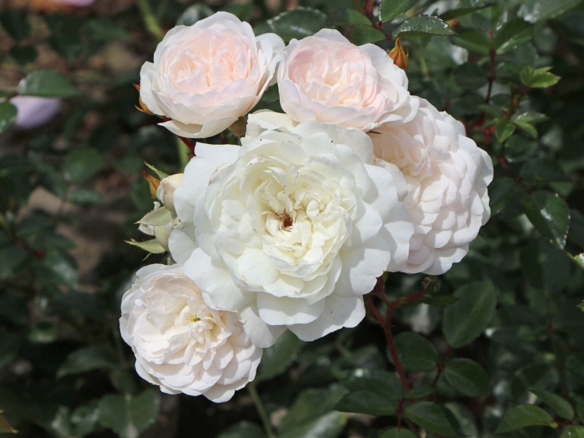 Trandafir târâtor alb - Rosa 'Sea Foam' - DocaPerene
