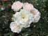 Trandafir târâtor alb - Rosa 'Sea Foam' - DocaPerene
