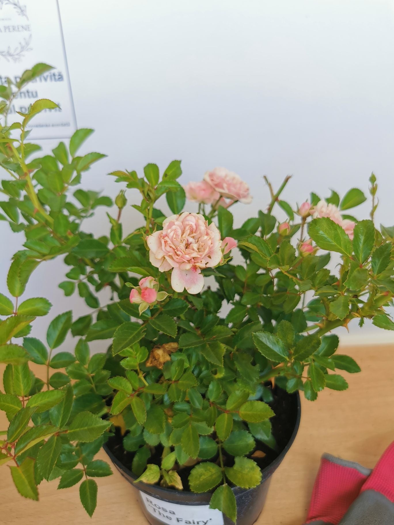 Trandafir târâtor roz The Fairy - Rosa 'The Fairy'