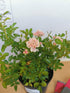 Trandafir târâtor roz The Fairy - Rosa 'The Fairy'