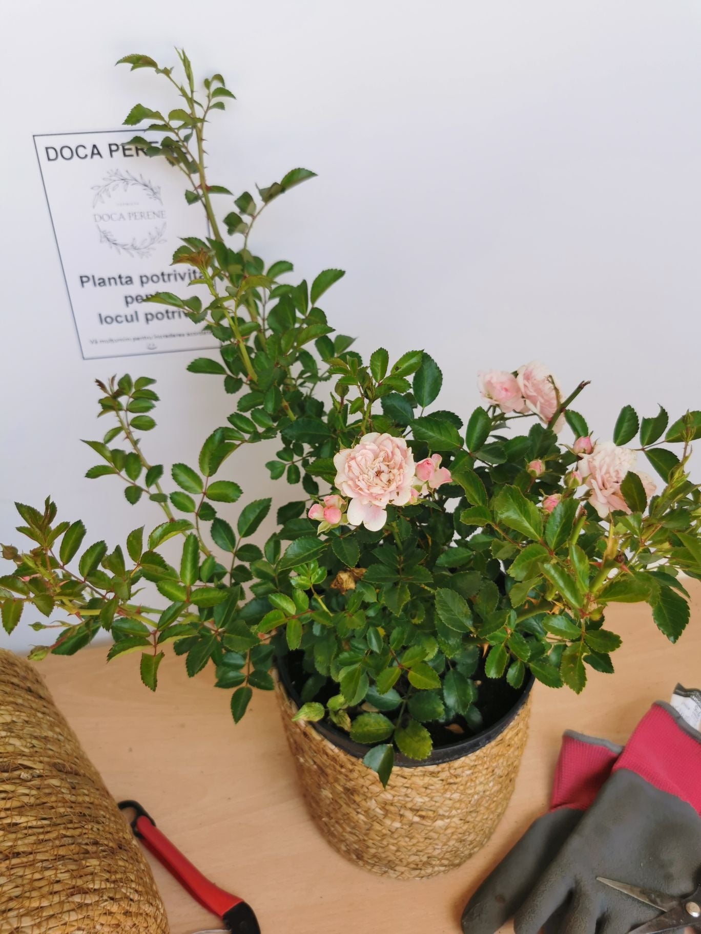 Trandafir târâtor roz The Fairy - Rosa 'The Fairy'