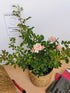 Trandafir târâtor roz The Fairy - Rosa 'The Fairy'