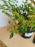 Trandafir târâtor roz The Fairy - Rosa 'The Fairy'
