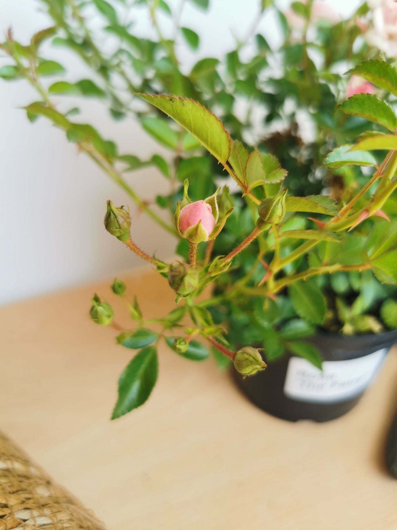 Trandafir târâtor roz The Fairy - Rosa 'The Fairy'