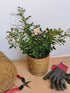 Trandafir târâtor roz The Fairy - Rosa 'The Fairy'