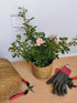 Trandafir târâtor roz The Fairy - Rosa 'The Fairy'