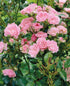 Trandafir târâtor roz The Fairy - Rosa 'The Fairy' - DocaPerene