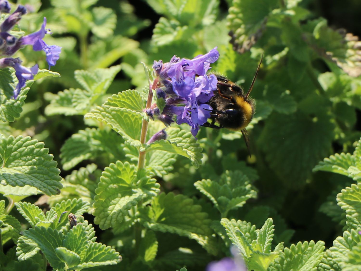 Menta pisicii pitică - Nepeta racemosa 'Little Titch'