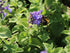 Menta pisicii pitică - Nepeta racemosa 'Little Titch'