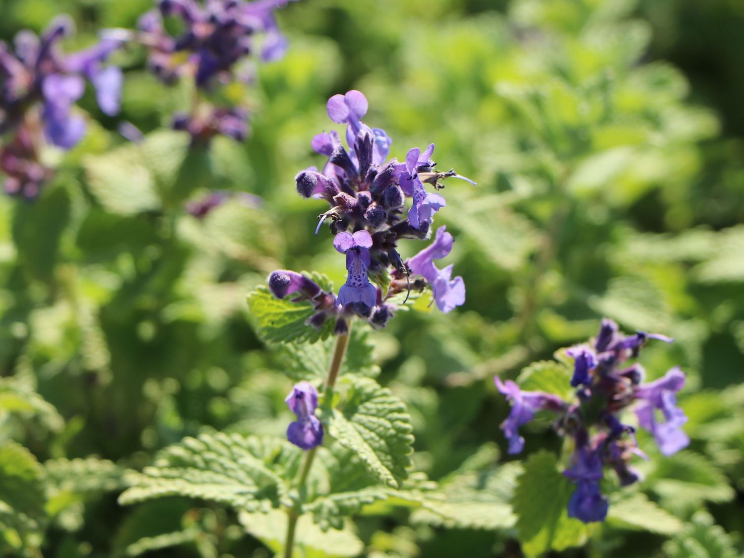 Menta pisicii pitică - Nepeta racemosa 'Little Titch'