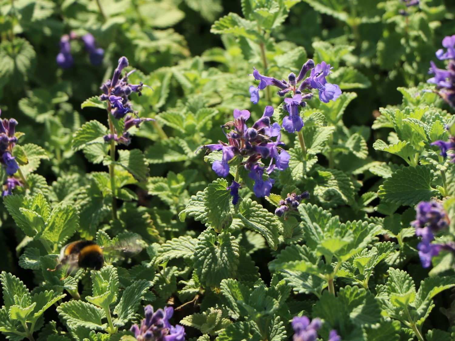 Menta pisicii pitică - Nepeta racemosa 'Little Titch'