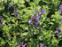 Menta pisicii pitică - Nepeta racemosa 'Little Titch'
