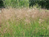 Tremurici - Briza media - DocaPerene