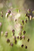 Tremurici - Briza media - DocaPerene
