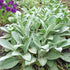 Urechi de iepure - Stachys byzantina - DocaPerene