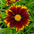 Ochiul fetei - Coreopsis grandiflora Uptick Red