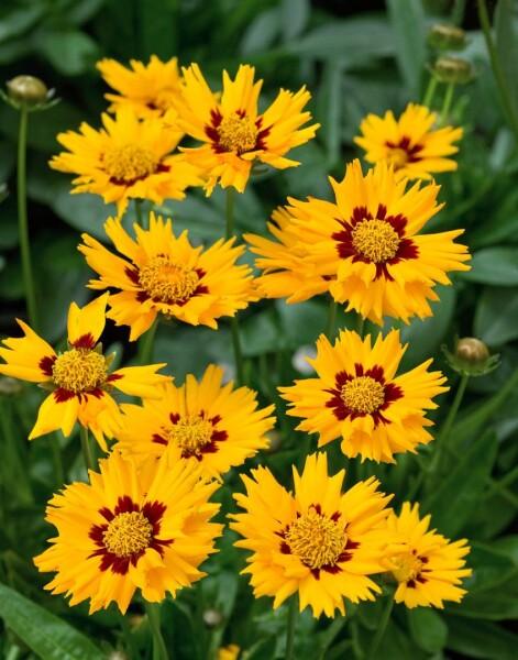 Ochiul Fetei - Coreopsis grandiflora Sunfire Yellow Red