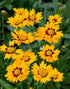 Ochiul Fetei - Coreopsis grandiflora Sunfire Yellow Red