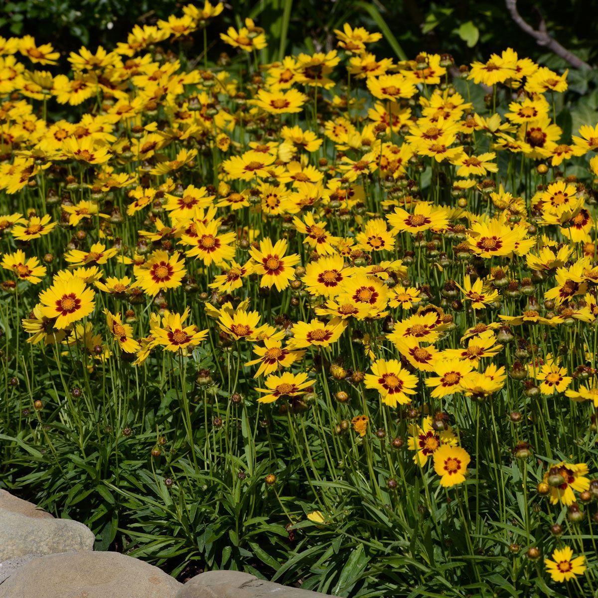 Ochiul fetei - Coreopsis grandiflora Sun Kiss Yellow Red