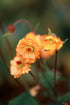 Rădăcină de ghimbir - Geum hybrida Mai Tai