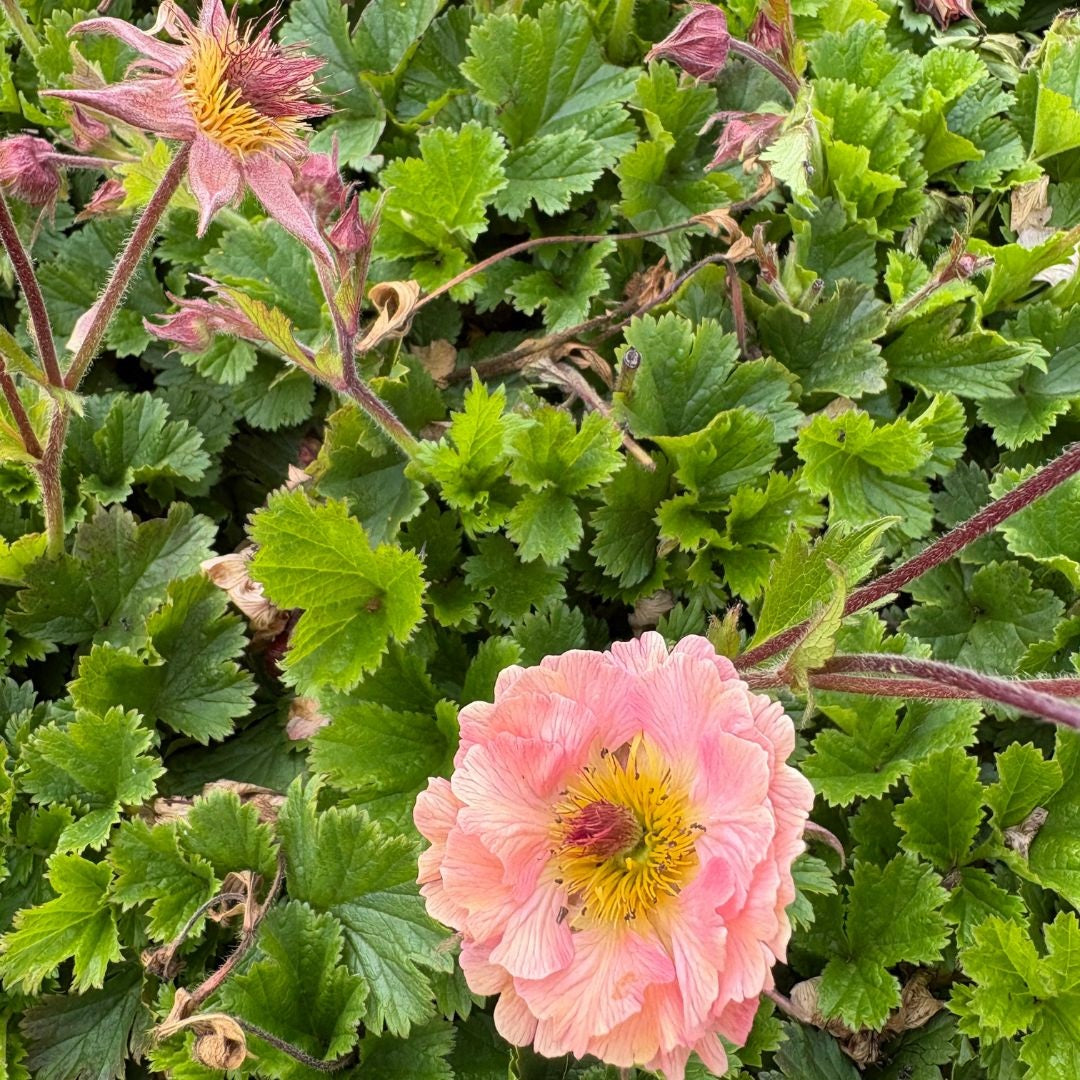 Rădăcină de ghimbir - Geum hybrida Mai Tai