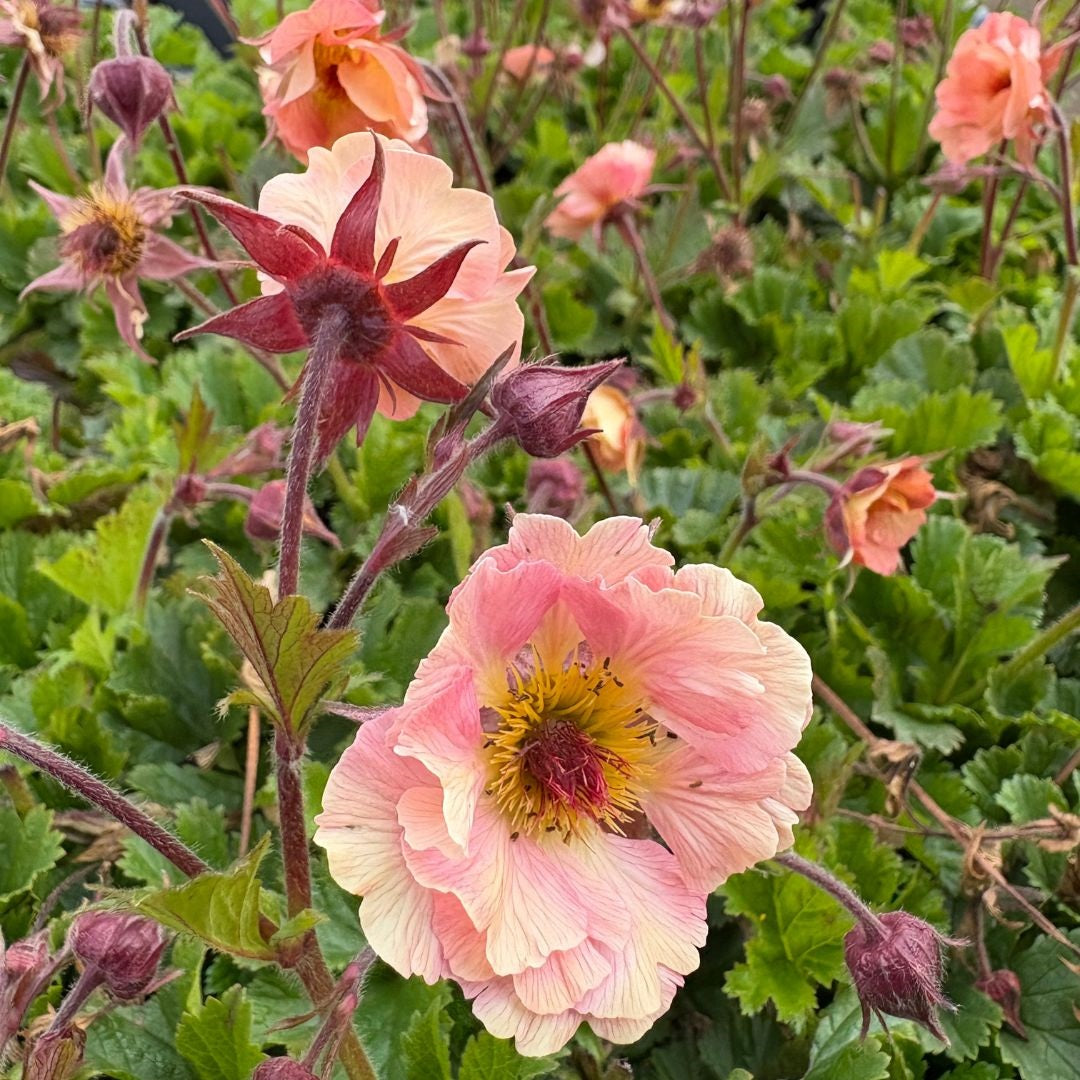 Rădăcină de ghimbir - Geum hybrida Mai Tai
