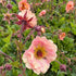 Rădăcină de ghimbir - Geum hybrida Mai Tai