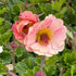 Rădăcină de ghimbir - Geum hybrida Mai Tai