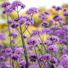 Verbena înaltă - Verbena bonariensis - DocaPerene