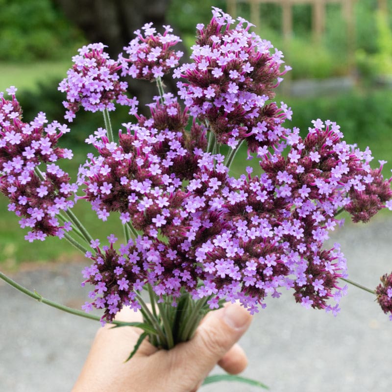 Verbena înaltă - Verbena bonariensis - DocaPerene