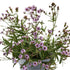 Verbena pitică albastră - Verbena rigida Polaris Sky Blue - DocaPerene