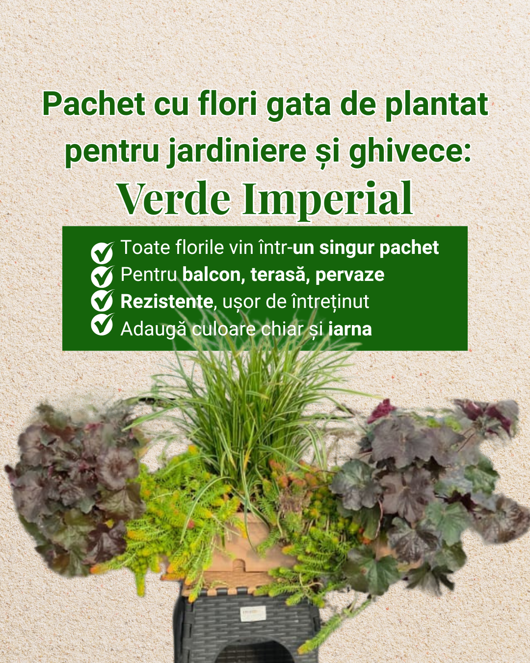 Verde Imperial - pachet perene ptr jardiniere