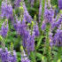 Veronica perenă - Veronica spicata Nana Blauteppich - DocaPerene