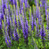Veronica perenă - Veronica spicata Nana Blauteppich - DocaPerene