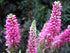 Veronica roz - Veronica spicata Rosa Zwerg - DocaPerene