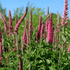 Veronica roz - Veronica spicata Rosa Zwerg - DocaPerene