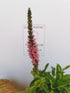 Veronica roz - Veronica spicata Rosa Zwerg