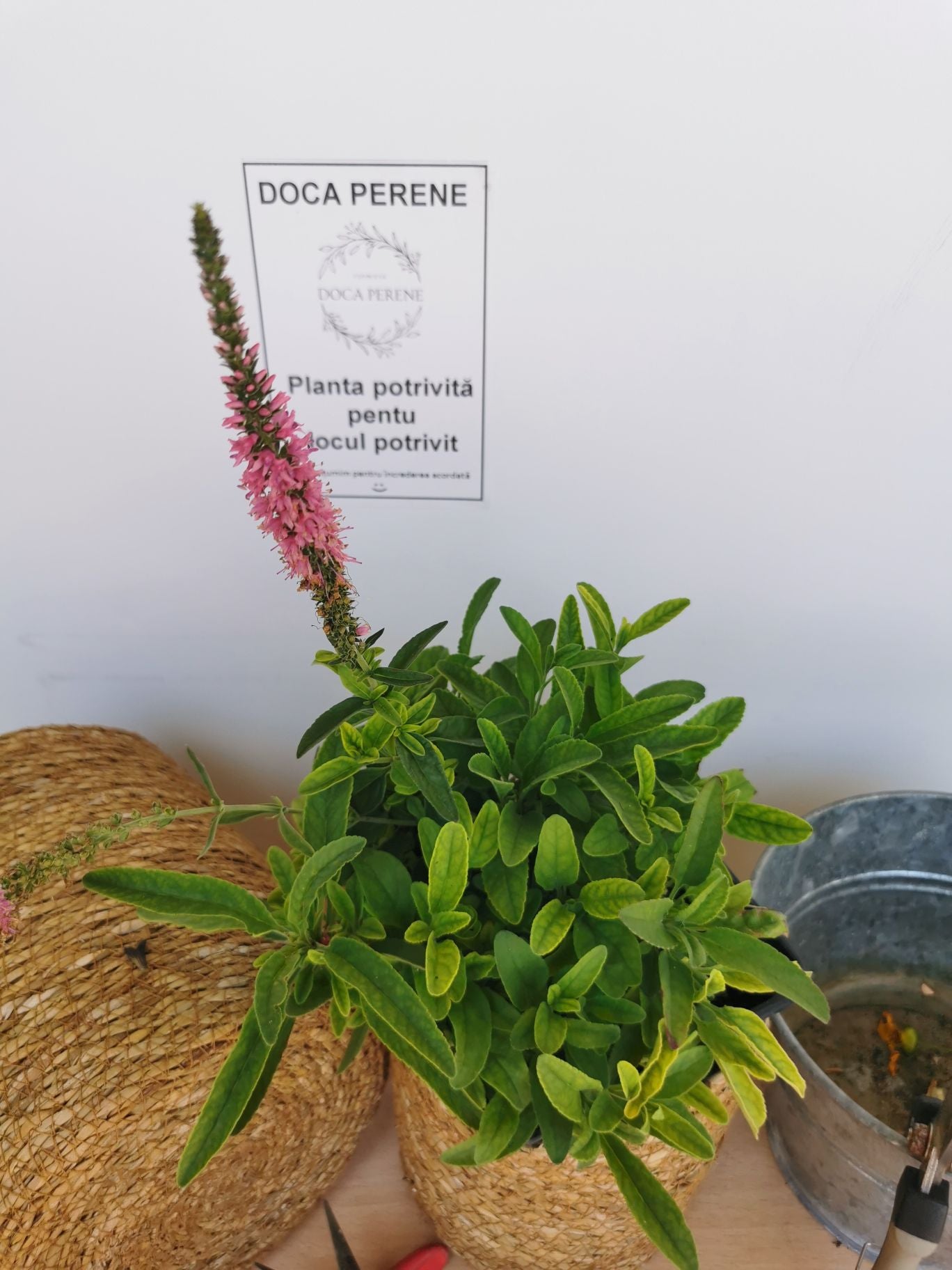 Veronica roz - Veronica spicata Rosa Zwerg